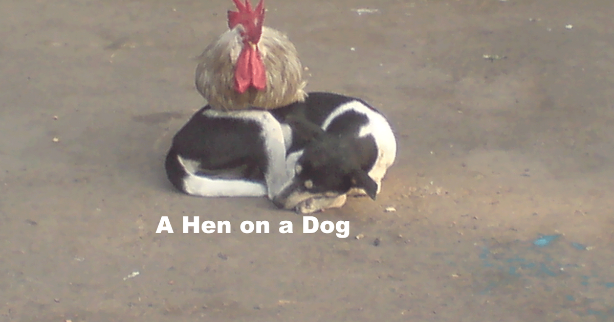A Hen on a Dog PETS Friendship with Dogs, Puppies, Cats and More…