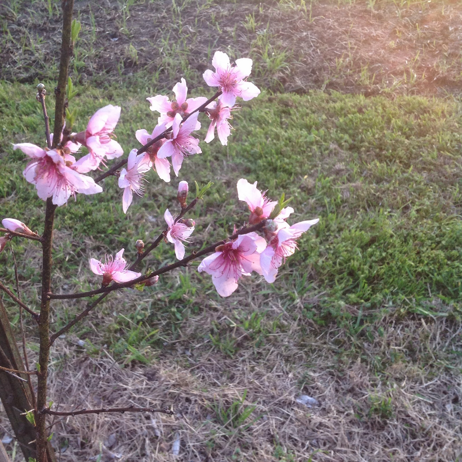 Oak Grove Organic Farm Peaches. Blossoms. March 2015