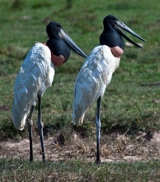 Jabiru