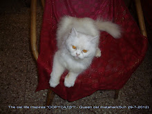 At age 5 years and survivor of a near fatal mauling from tomcat Matata.(Sunday 29-7-2012)