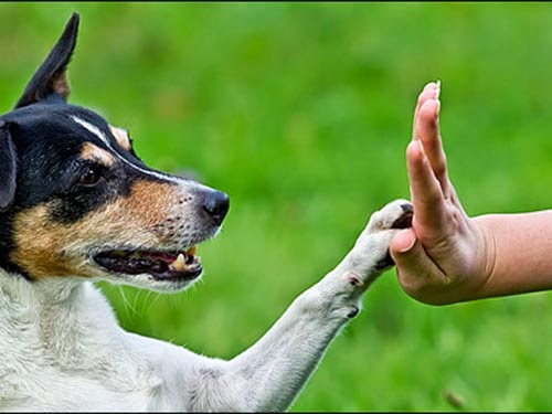 Κάλεσμα του Δ. Βέροιας σε εθελοντές εκπαιδευτές σκύλων