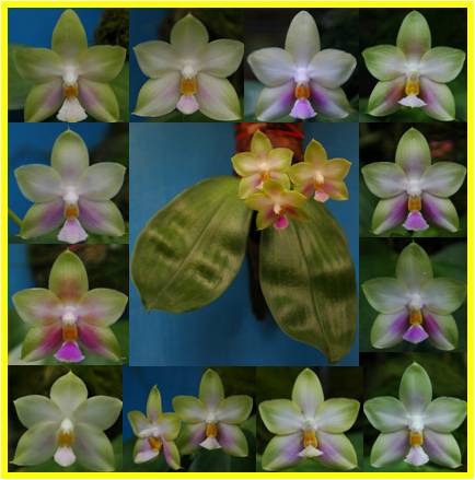 Phalaenopsis Penang Moonbright LS+940+-+Phalaenopsis+Penang+Moonbright+LS+940