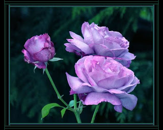 Beautiful Lavender Roses Beautiful Lavender Roses