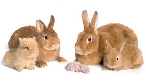 familia conejo