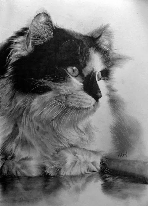 13-Hyper-realistic-Cats-Pencil-Drawings-Hong-Kong-Artist-Paul-Lung-aka-paullung-www-designstack-co