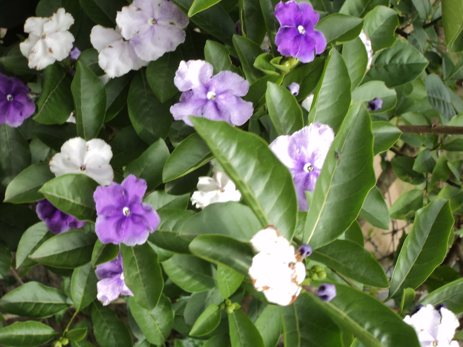 arvore manaca jardim:manacá-de-jardim ou manacá-de-cheiro (Brunfelsia uniflora) é uma arvore manaca jardim:manacá-de-jardim ou manacá-de-cheiro (Brunfelsia uniflora) é uma