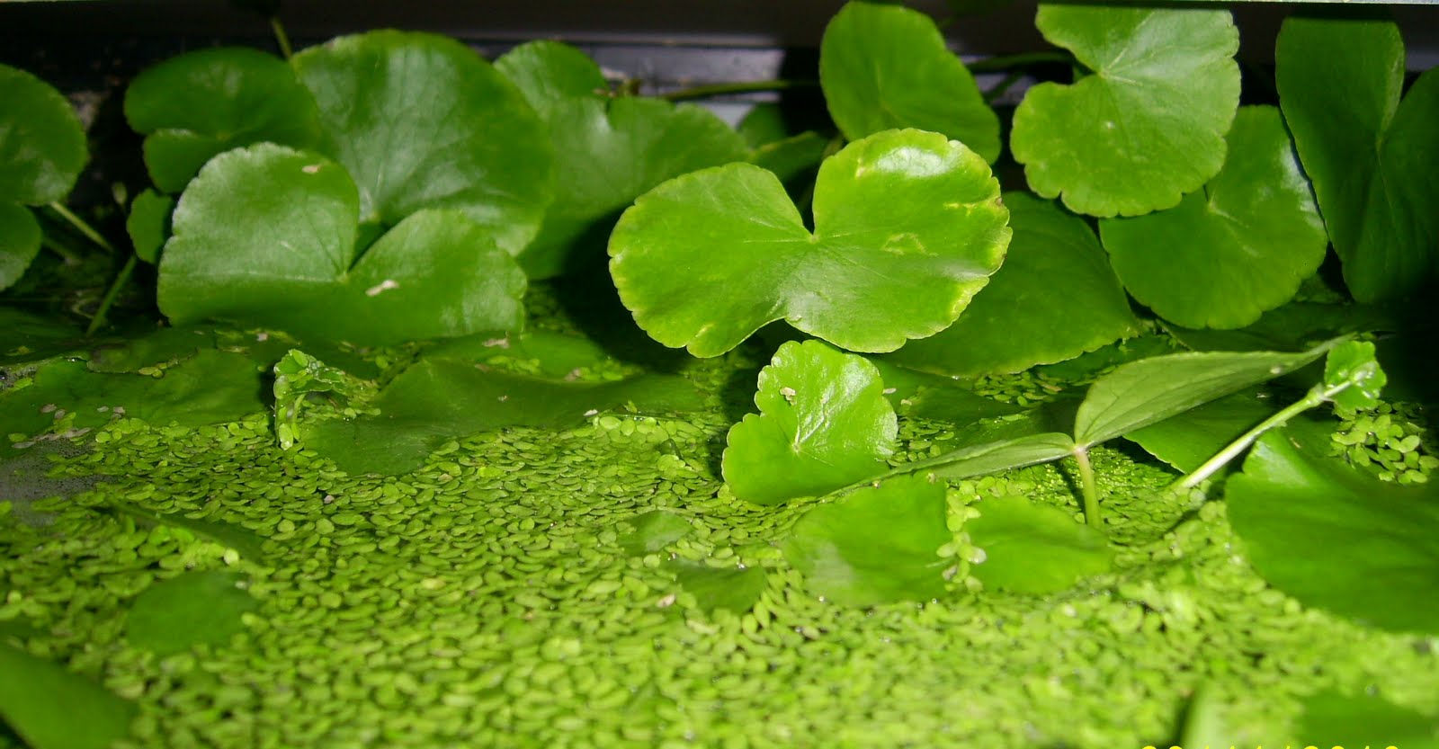 stormidae water plants