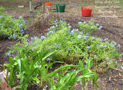 Divasofthedirt, plumbago & hymenocallis foliage