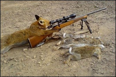 Cat Hunting With Gun Cat Hunting With Gun