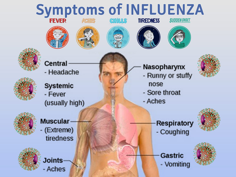 The Flu Symptoms and Causes. stomach flu symptoms