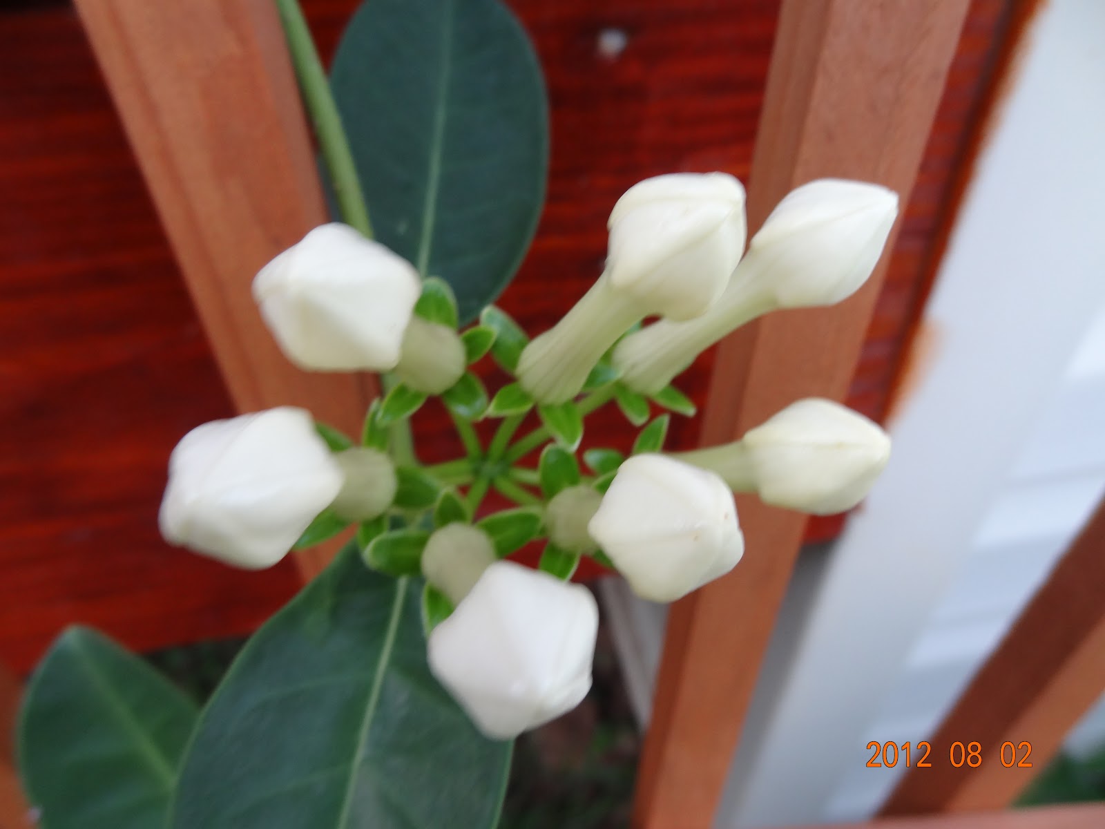 Flowers of our Summer garden at Avondale
