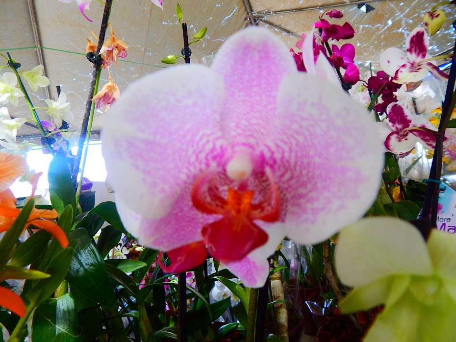 FESTIVAL DE FLORES DE HOLAMBRA EM MACAPÁ