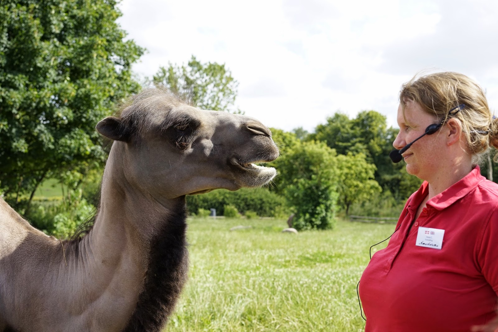 Richard Bjerkoe - Robust Dad - Camel