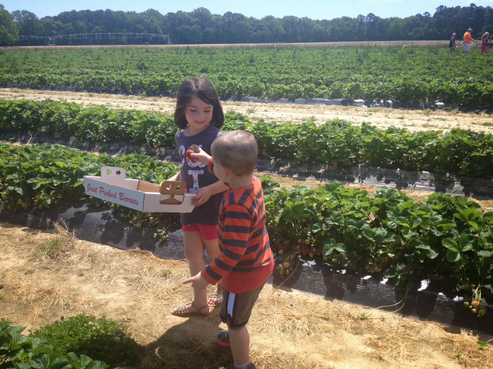 Two It Yourself How to Hull Strawberries With a Straw