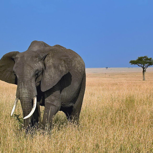 wallpaper gajah wallpaper gajah
