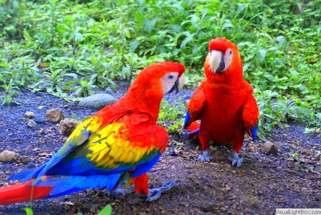 Images - Imagenes Images - Imagenes