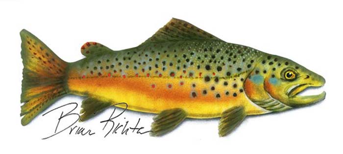 Brown trout