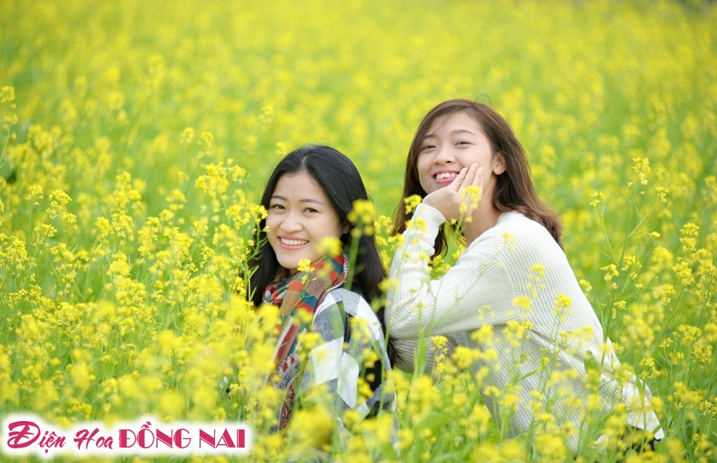 [Image: Ruc-ro-sac-vang-mua-hoa-cai-o-Ha-Noi-7.jpg]