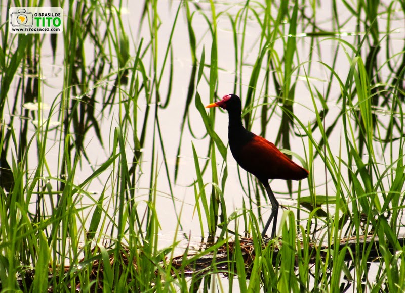 Jaçanã (Jacana Jacana) no balneário do Rio Curiaú, na APA do Rio Curiaú, em Macapá, no Amapá - Por Tito Garcez Jaçanã (Jacana Jacana) no balneário do Rio Curiaú, na APA do Rio Curiaú, em Macapá, no Amapá