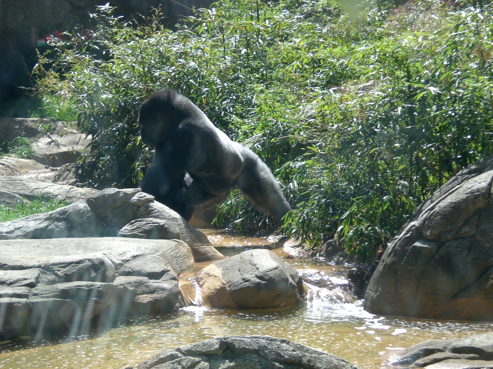 Travel NC With Kids North Carolina Zoo in Asheboro This is One Huge