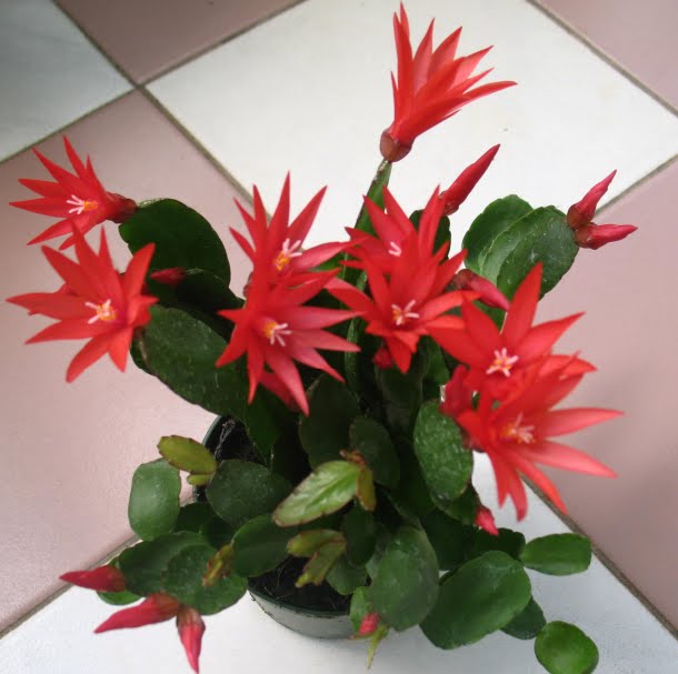 Rhipsalidopsis rouge em flor