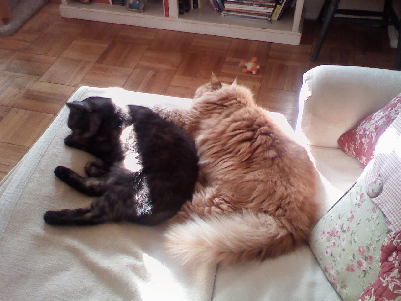 Are Cats Just Stimulation Are Cats Just Stimulation