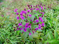 Ironweed