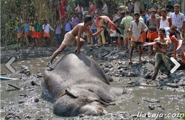 Aksi dramatis penyelamatan gajah | liataja.com