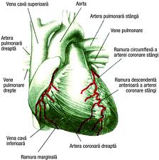„Mi-am ameliorat cardiopatia cu tinctura de usturoi“ „Mi-am ameliorat cardiopatia cu tinctura de usturoi“