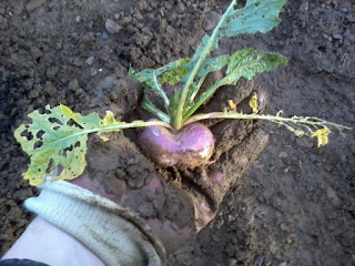 healthy yet very tiny turnip