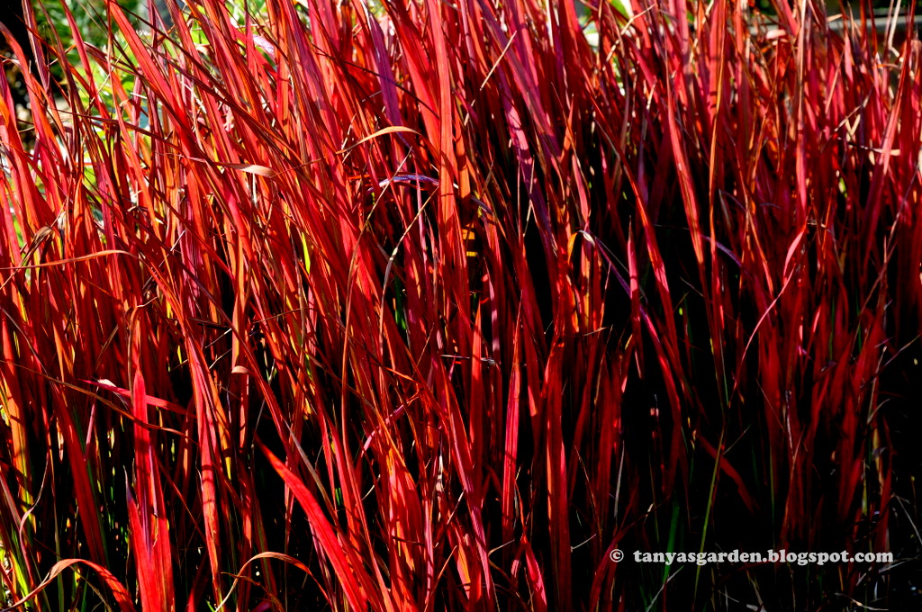 japanese-blood-grass.jpg