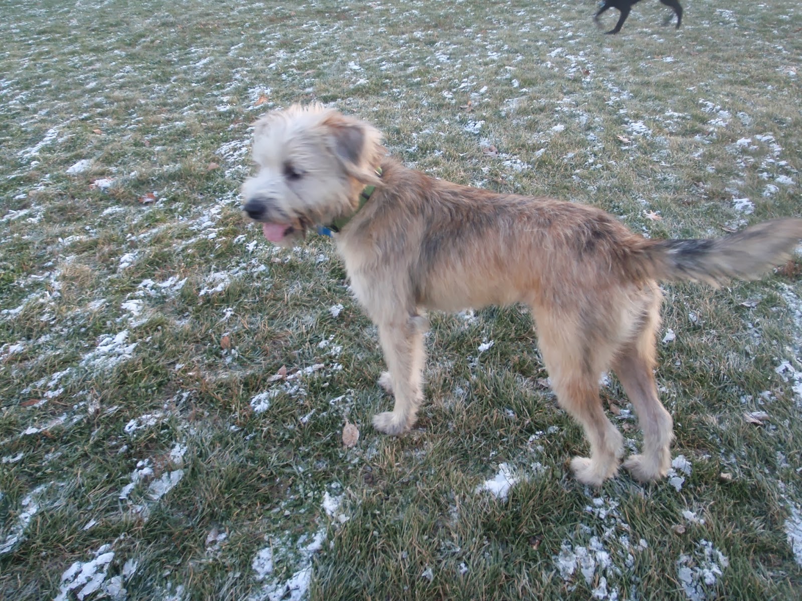 Fluffy Fostering at Grade Lodge Albert?. Tiger!