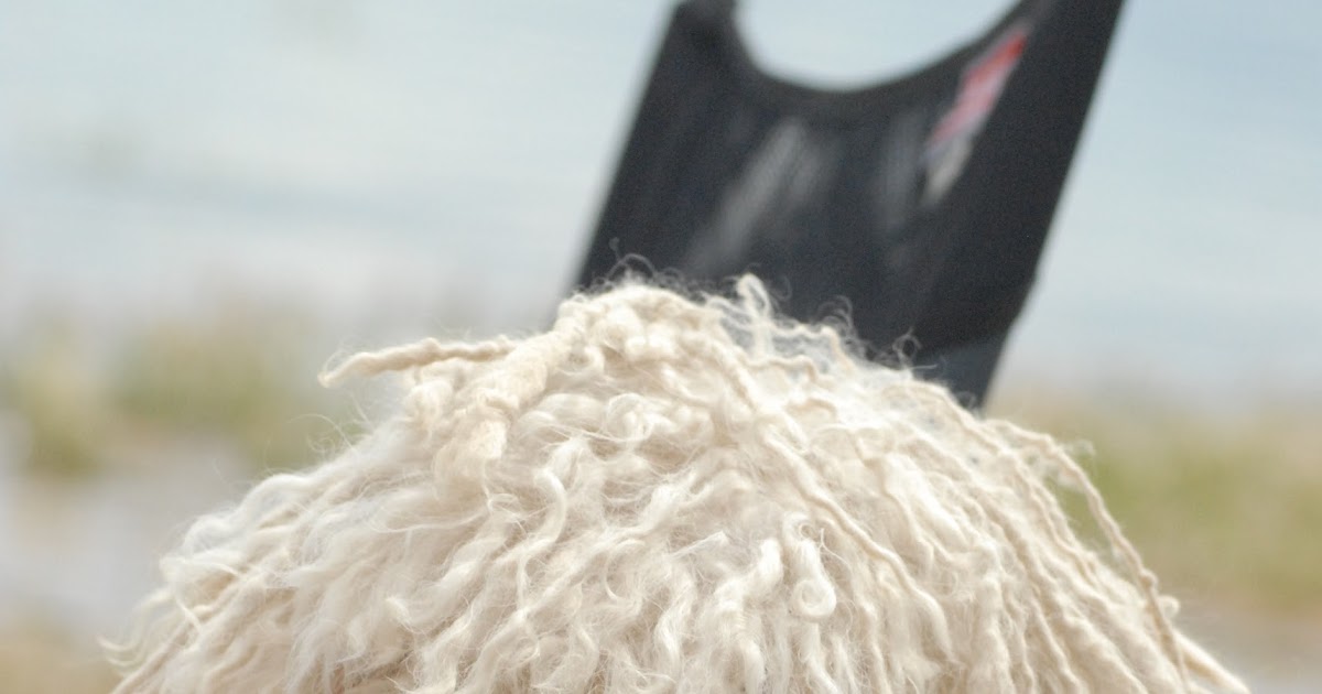 Our Crazy Komondorok Grooming your Komondor