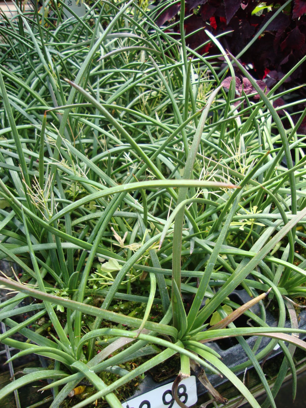 Agave Stricta