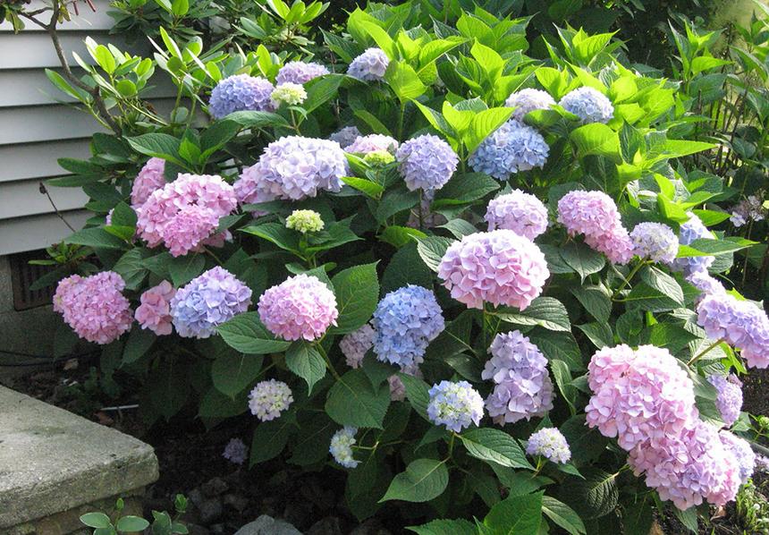 Root Ball Holly Blue Maid Blue Prince Hedging Blue Princess