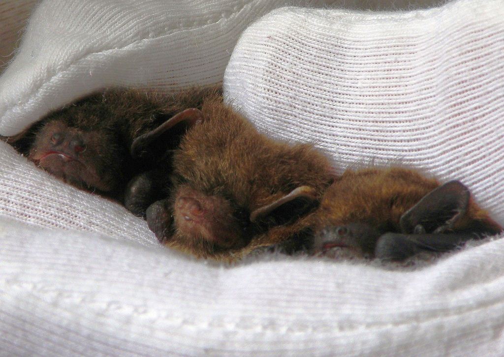 Bat Care