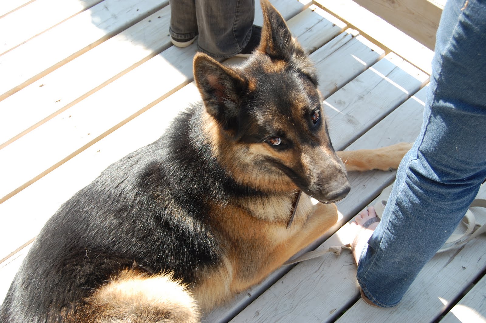 Husky German Shepherd Mix - Dog Training Home | Dog Types