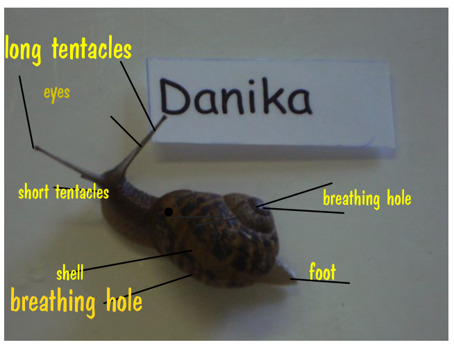 Room 14 Sunnybrae Normal School Body Parts of a Snail