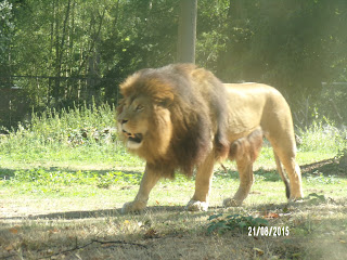 thoiry lion