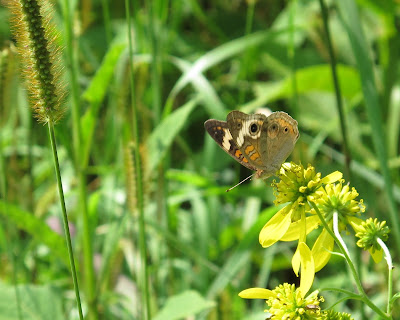 Common Buckeye, Junonia coenia 1