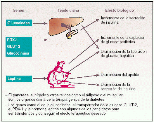 Biología Molecular : Terapia Génica para curar la Diabetes Biología Molecular : Terapia Génica para curar la Diabetes