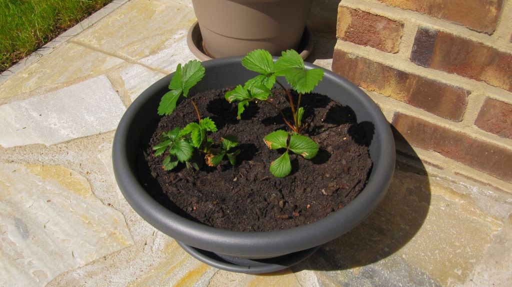 â
sternensinn â
garten und mehr â
: april 2015
