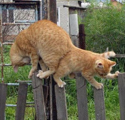 two_cats_one_fence_640_03.jpg