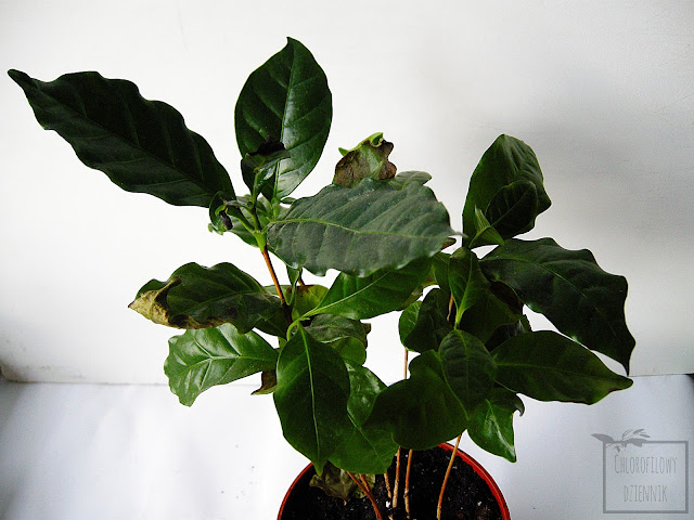 Kawa arabska (Coffea arabica) sadzonki, siewki. Przesadzanie, pielęgnacja, uprawa.