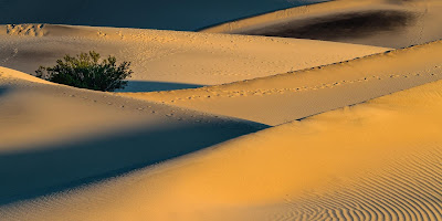 Láki Zoltán: Élet a dűnén Az Év Természetfotója, Az Év Természetfotósa, Canon, Naturart, természetfotó,