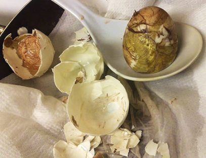 Janin Telur Bebek Janin Telur Bebek