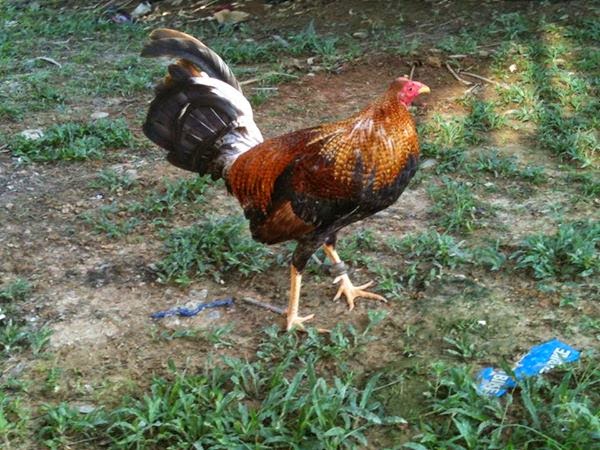 Gambar Ayam Philipin Ninja Gambar Ayam Ninja / Untuk itu, anda harus