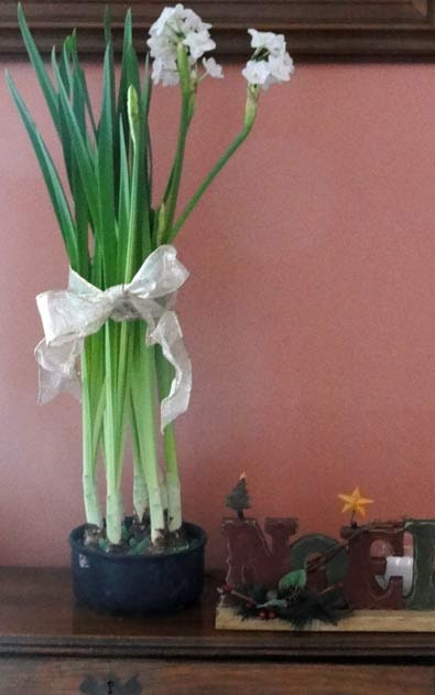 gogardennow faq how can i keep paperwhites from falling paperwhites for christmas