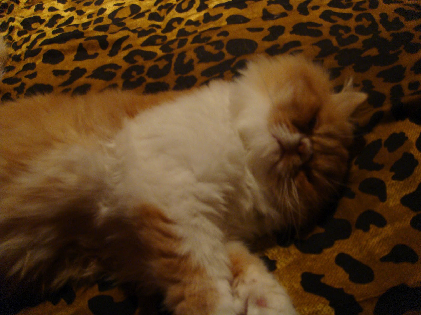 KONUŞSAM BİR TÜRLÜ, SUSSAM 1000 ) PAŞA KEDİMİZİN MANZARALARI