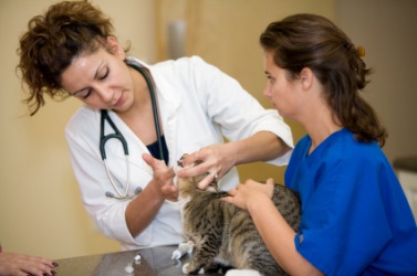 a vet